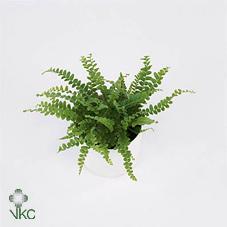 Nephrolepis Duffii