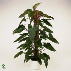 Philodendron Red Emerald