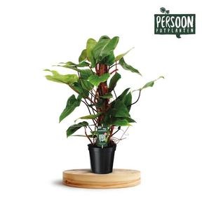 Philodendron Red Emerald
