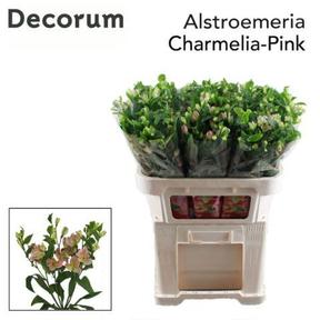 Alstro tr charmelia