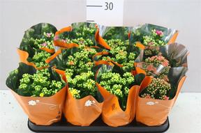 Kalanchoe Calandiva mix