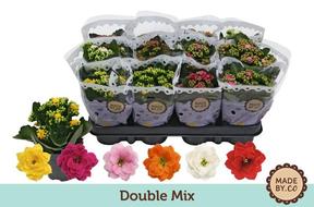 Kalanchoe Calandiva mix