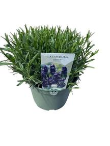 Lavandula angustifolia Hidcote