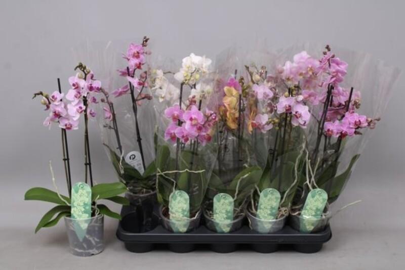 Phalaenopsis multiflora 2tak