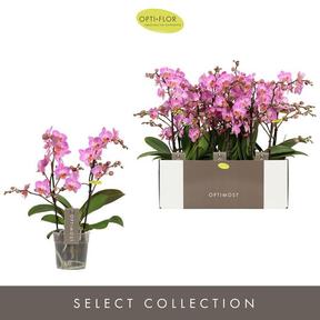 Phalaenopsis multiflora 2tak mix
