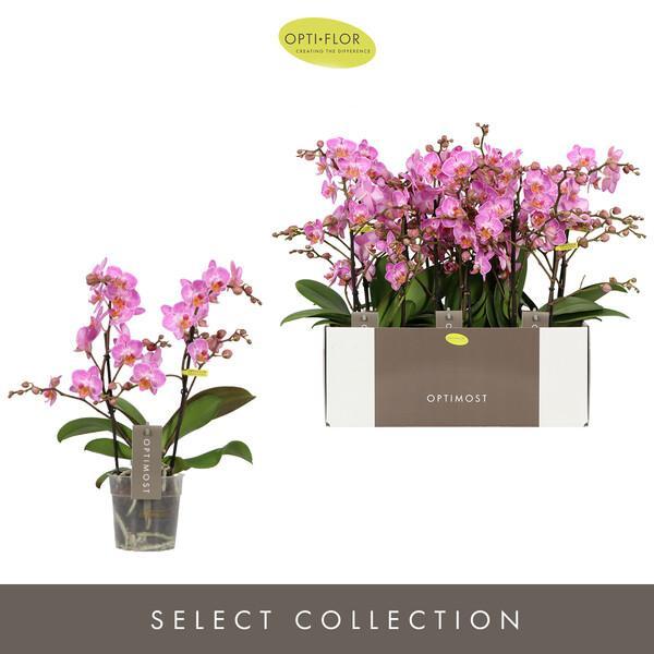 Phalaenopsis multiflora 2tak mix