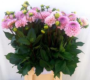Dahlia wizard of oz