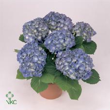 Hydrangea River Blue+Pink 7+