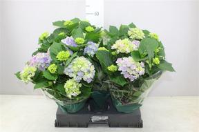 Hydrangea River Blue+Pink 7+