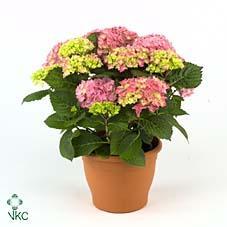 Hydrangea macr. Ave pink 10+
