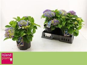 Hydrangea macr. Ave pink 10+