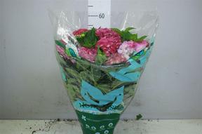 Hydrangea macr. pink 7+
