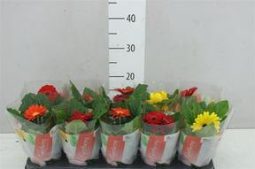 Gerbera mix 2+