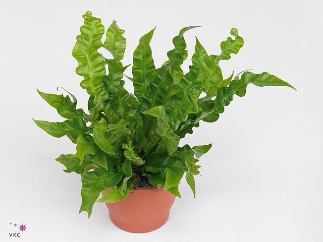 Asplenium nidus Crispy Wave