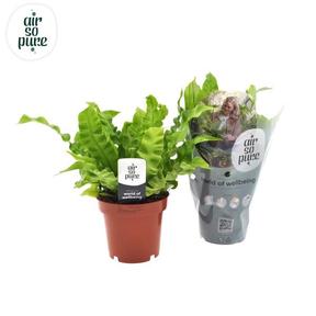Asplenium nidus Crispy Wave