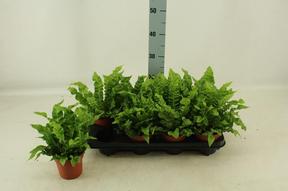 Asplenium nidus Crispy Wave