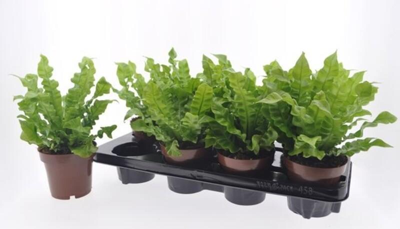 Asplenium nidus Crispy Wave