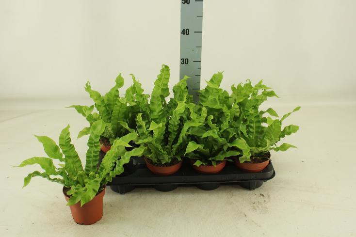 Asplenium nidus Crispy Wave