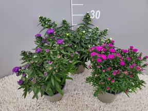 Aster Novi-Belgii mix