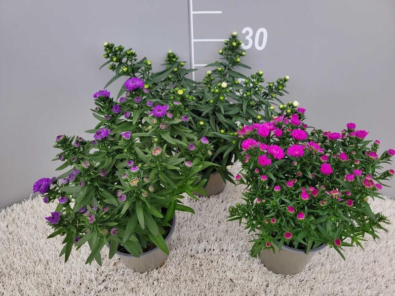 Aster Novi-Belgii mix