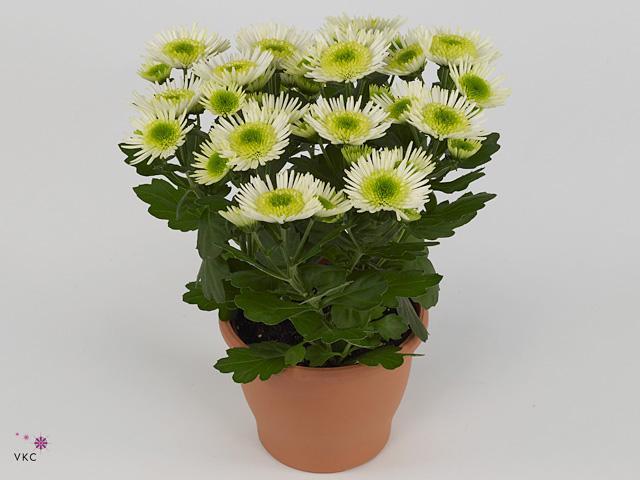 Chrysanthemum Splash Rock