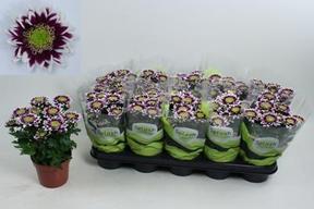 Chrysanthemum Splash Rock