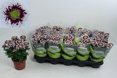 Chrysanthemum Splash Rock