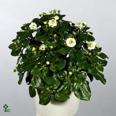 Exacum White Star