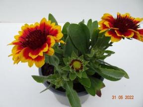 Gaillardia aristata