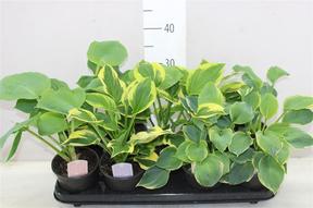 Hosta mix