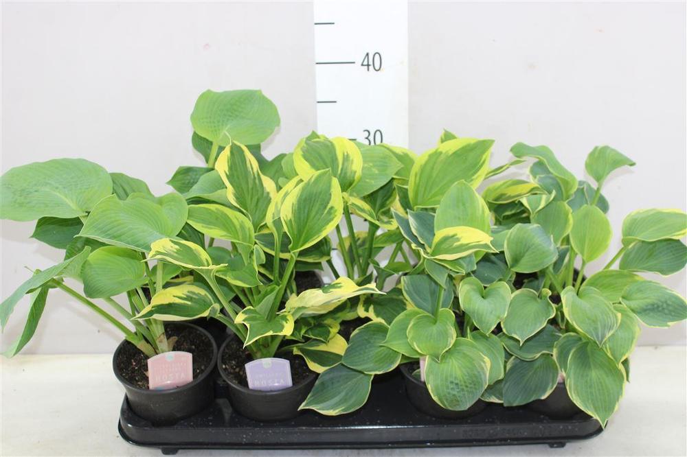 Hosta mix