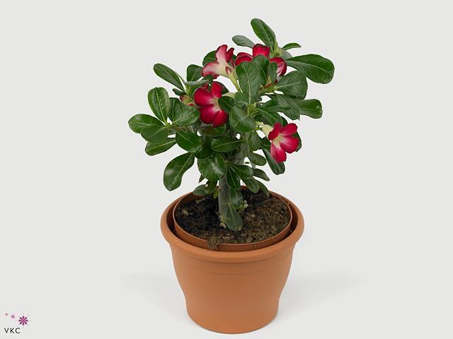 Adenium obesum