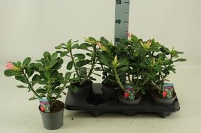 Adenium obesum