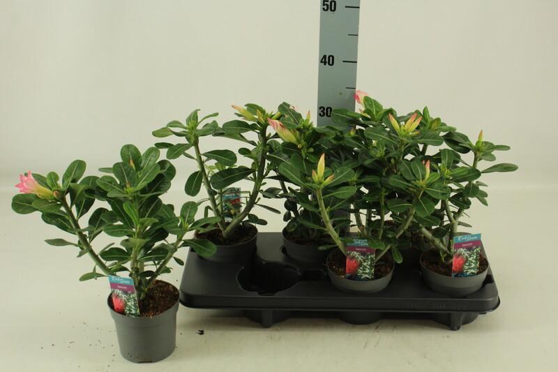 Adenium obesum