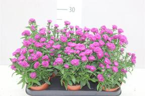 Aster mix