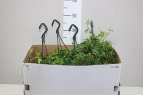 Hedera helix - závěs 60cm
