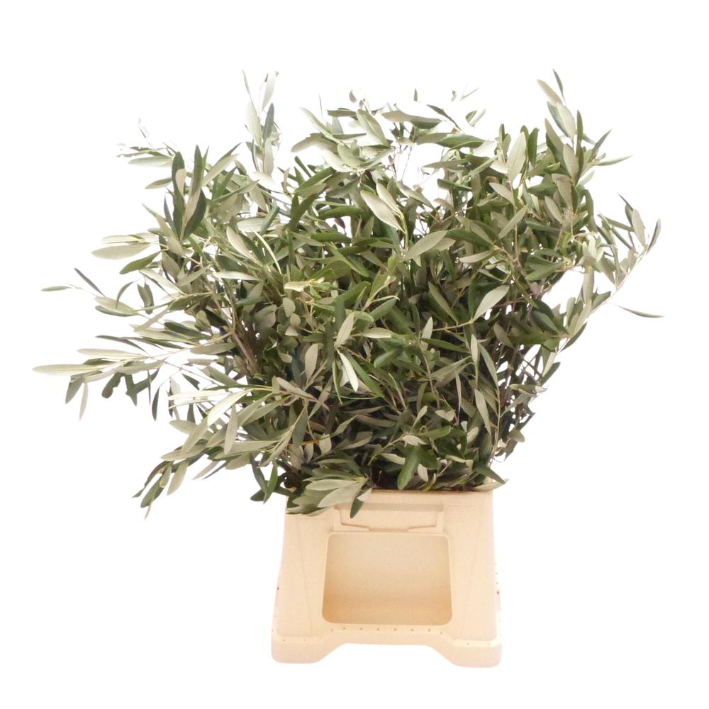 Zeleň - oliva DIRECT (it) bal.