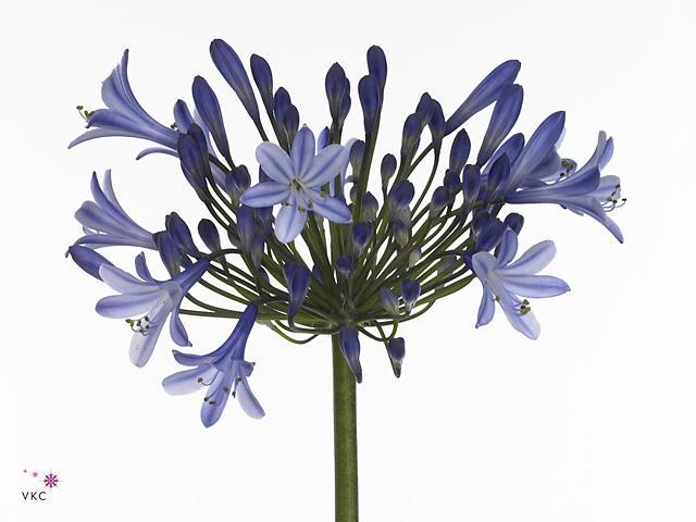 Agapanthus dr brouwer