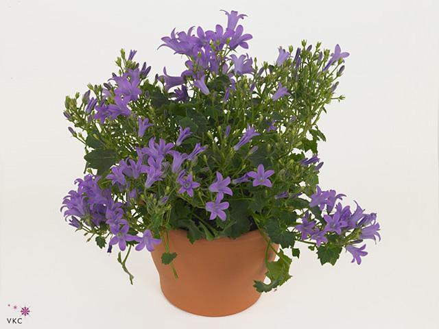 Campanula port. koš