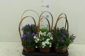 Campanula port. koš