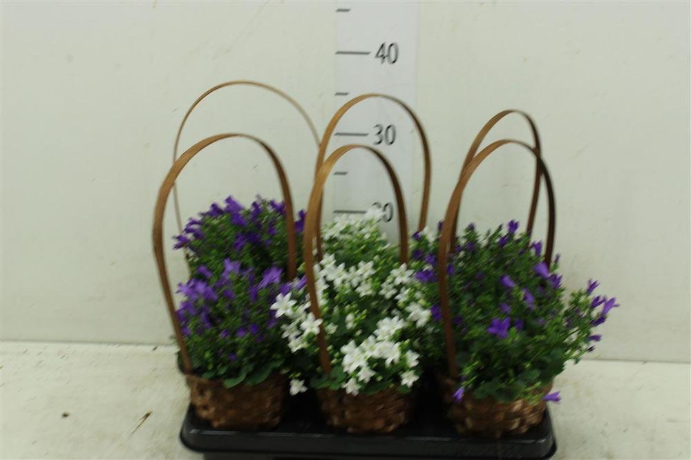 Campanula port. koš