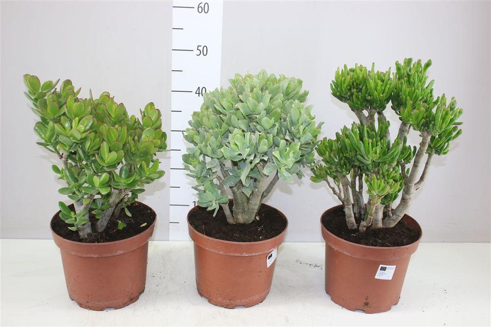 Crassula mix