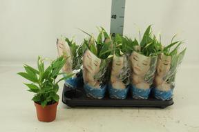 Spathiphyllum Alana