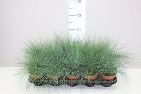 Festuca glauca