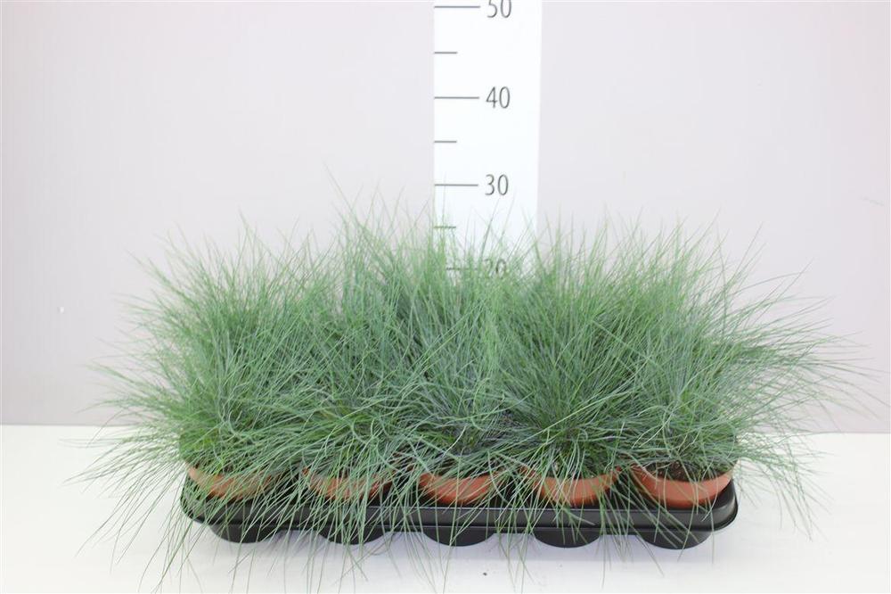Festuca glauca