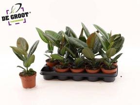 Ficus el. Robusta