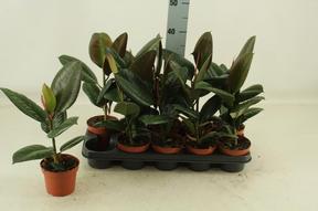 Ficus el. Robusta