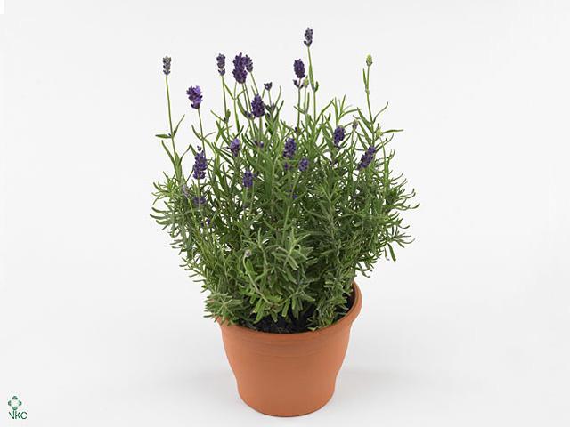 Lavandula angustifolia Essence Purple