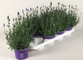 Lavandula angustifolia Essence Purple