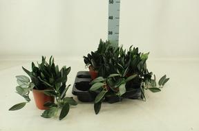 Scindapsus pictus